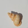 Műanyag bútorgomb, tengeri kagyló figurájú
