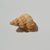 Kunststoff-Möbelknopf, Meereskorallen Figur